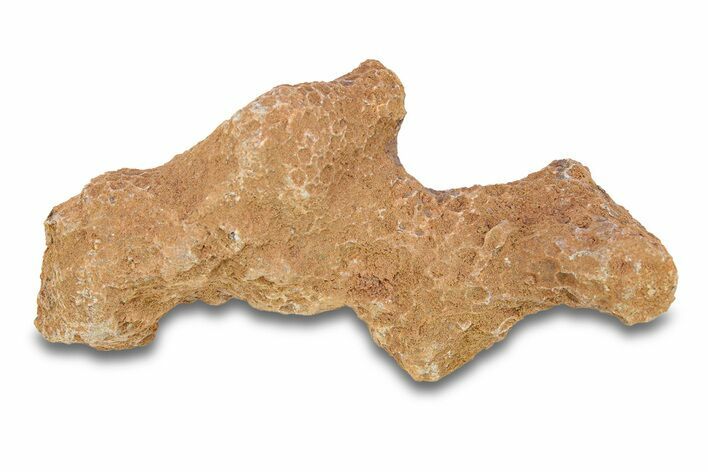 Fossil Tabulate Coral - Western Sahara, Morocco #289606